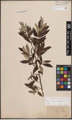 Foto von Salix caprea L. x Salix eleagnos Scop.